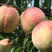 棵中华寿桃树苗包成活，包结果提供技术指导