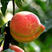 棵中华寿桃树苗包成活，包结果提供技术指导