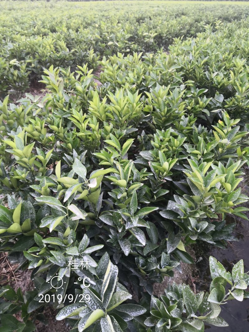 苗圃现挖金葵沙糖桔苗早熟沙糖桔苗成活率高免费指导技术