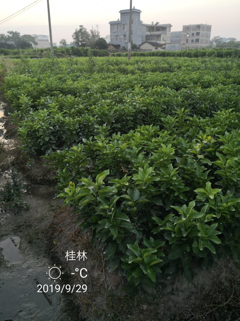 苗圃现挖金葵沙糖桔苗早熟沙糖桔苗成活率高免费指导技术