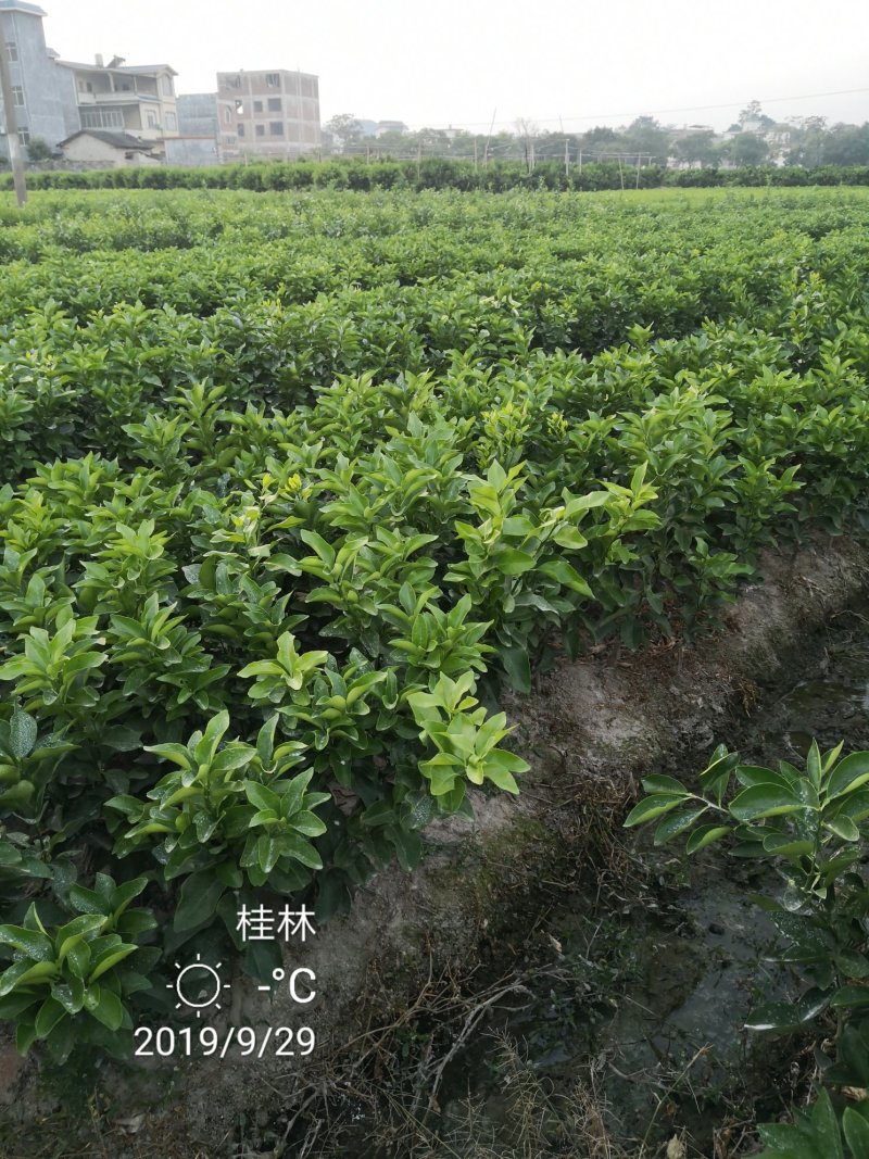 苗圃现挖金葵沙糖桔苗早熟沙糖桔苗成活率高免费指导技术