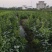 苗圃现挖金葵沙糖桔苗早熟沙糖桔苗成活率高免费指导技术