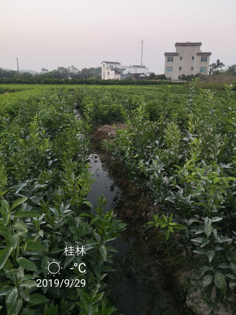 苗圃现挖金葵沙糖桔苗早熟沙糖桔苗成活率高免费指导技术