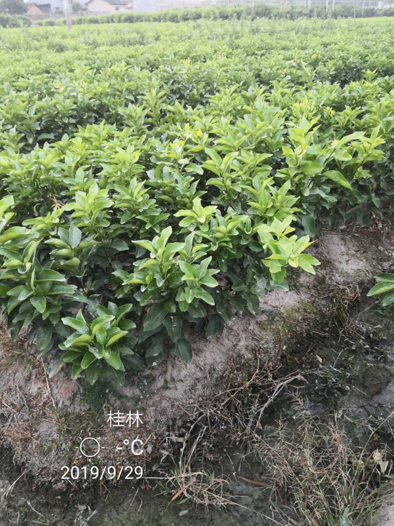 苗圃现挖金葵沙糖桔苗早熟沙糖桔苗成活率高免费指导技术