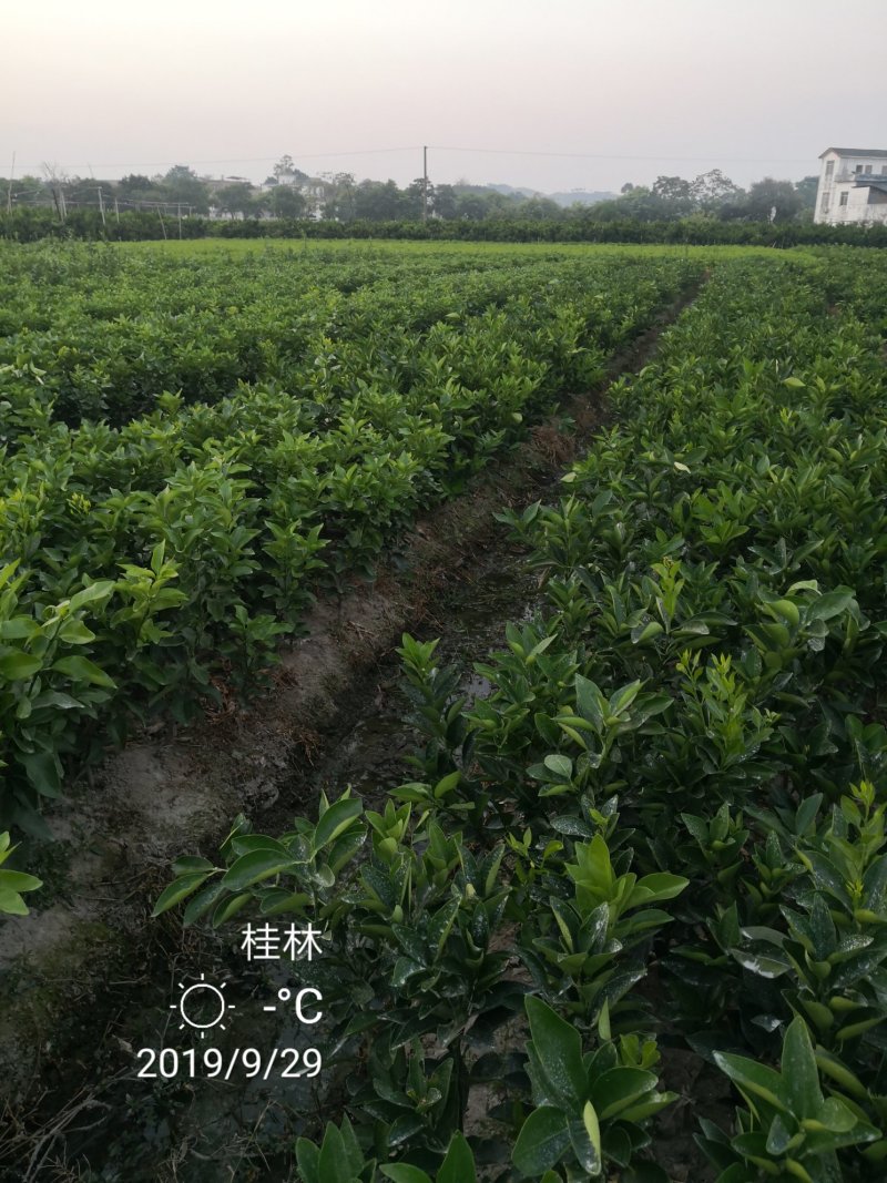 苗圃现挖金葵沙糖桔苗早熟沙糖桔苗成活率高免费指导技术