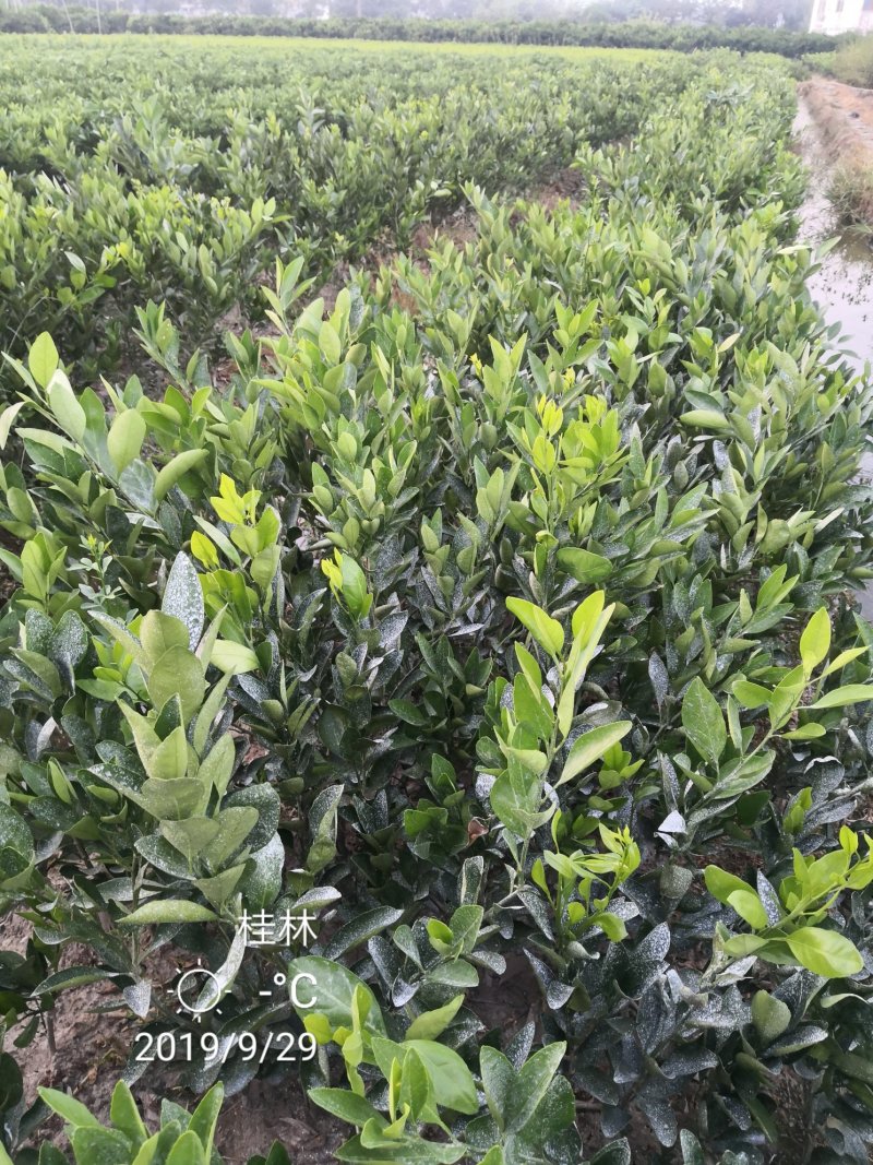 苗圃现挖金葵沙糖桔苗早熟沙糖桔苗成活率高免费指导技术