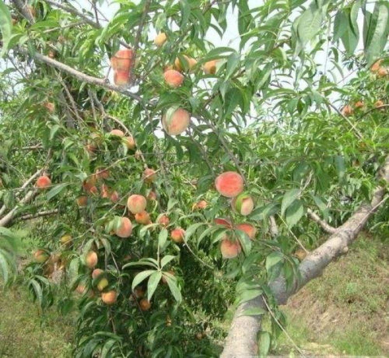 毛桃种子今年新采毛桃核大桃桃子桃核