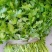 精品香菜，价格便宜，香菜漂亮，