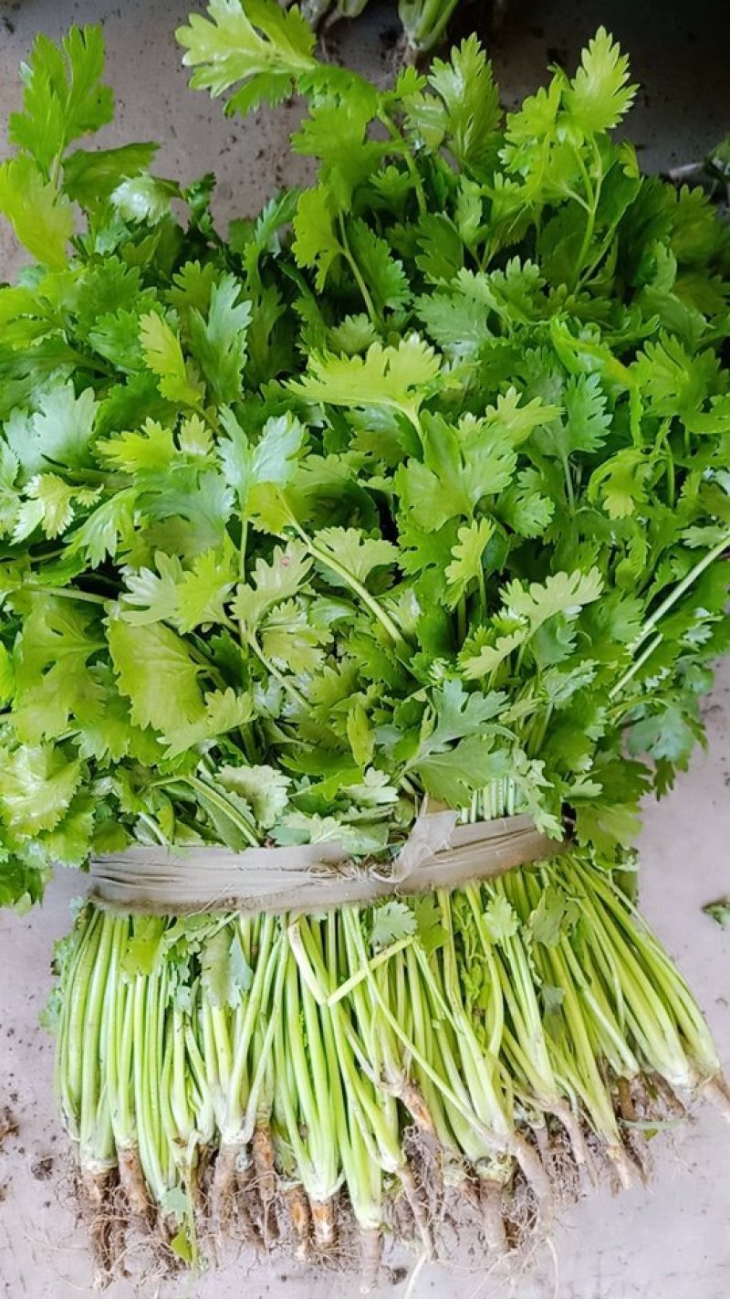 精品香菜，价格便宜，香菜漂亮，