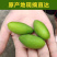 2025年新鲜橄榄果，新鲜青果。大量有货，现摘现发。