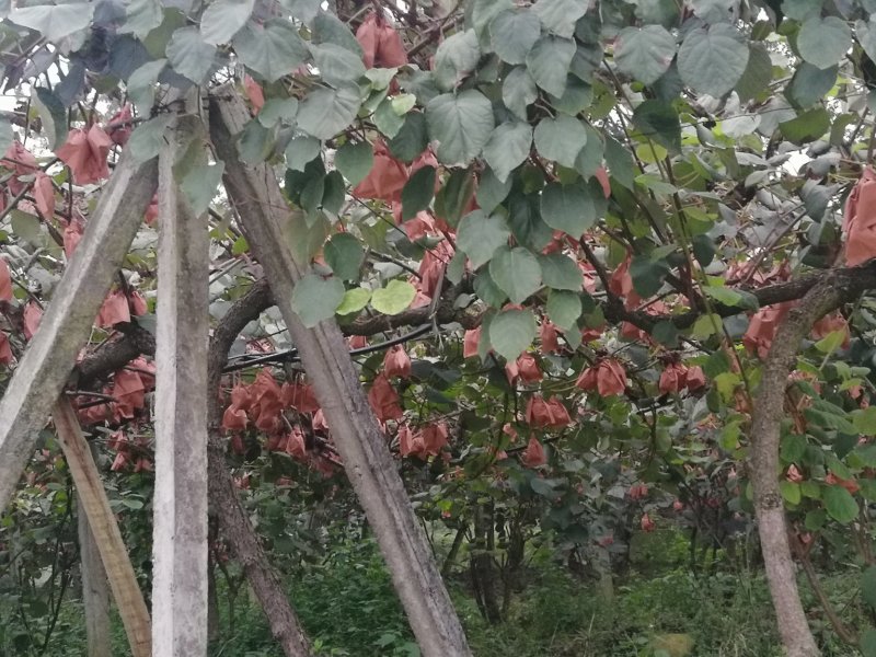 红心蒲江猕猴桃批发零售