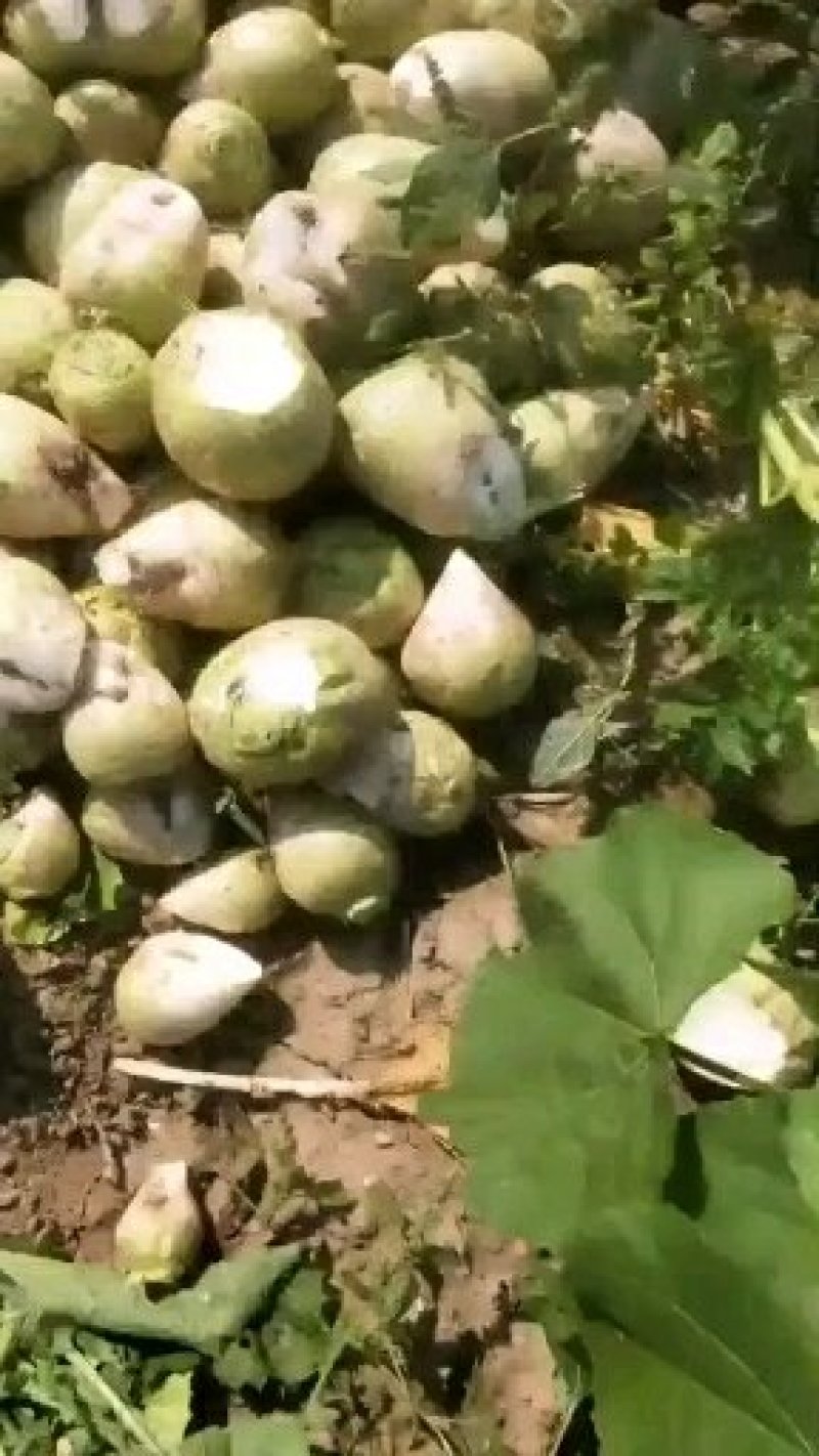 芥菜头芥疙瘩大量上市
