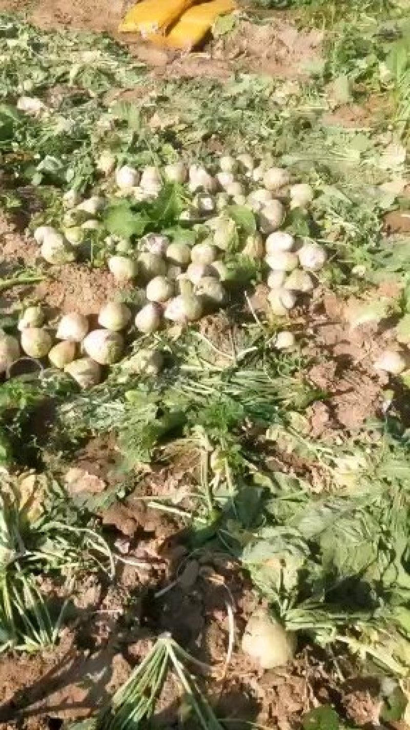 芥菜头芥疙瘩大量上市