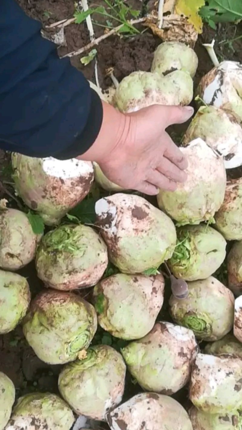 芥菜头芥疙瘩大量上市