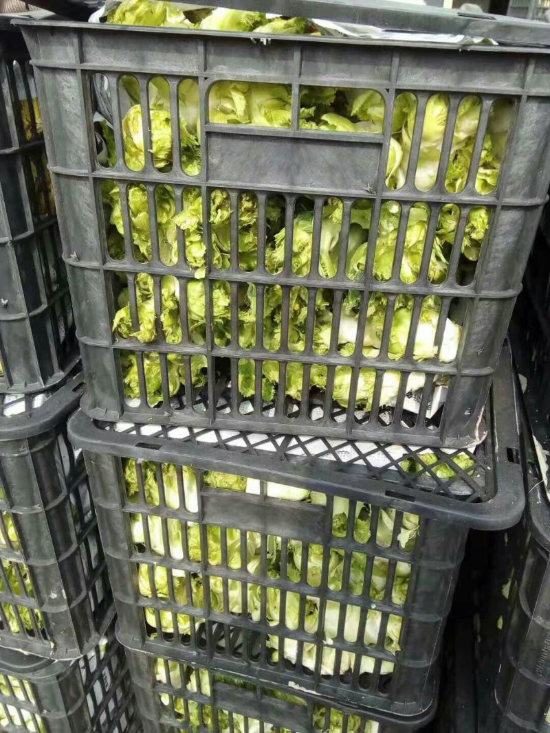 精品儿菜，现货
