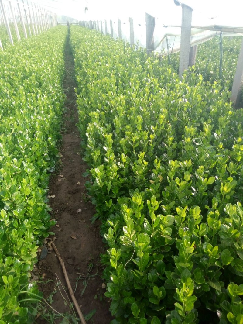 大叶黄杨冬青绿化苗木大量有货基地直供