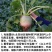 北京杂交满堂红萝卜种子青皮红心心里美萝卜籽大田用种