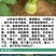 北京杂交满堂红萝卜种子青皮红心心里美萝卜籽大田用种