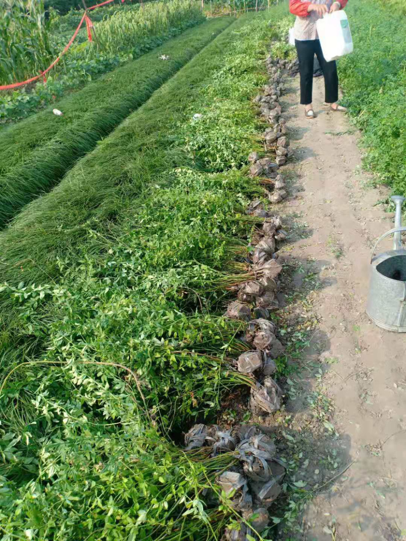 云南黄馨，银春，素黄馨