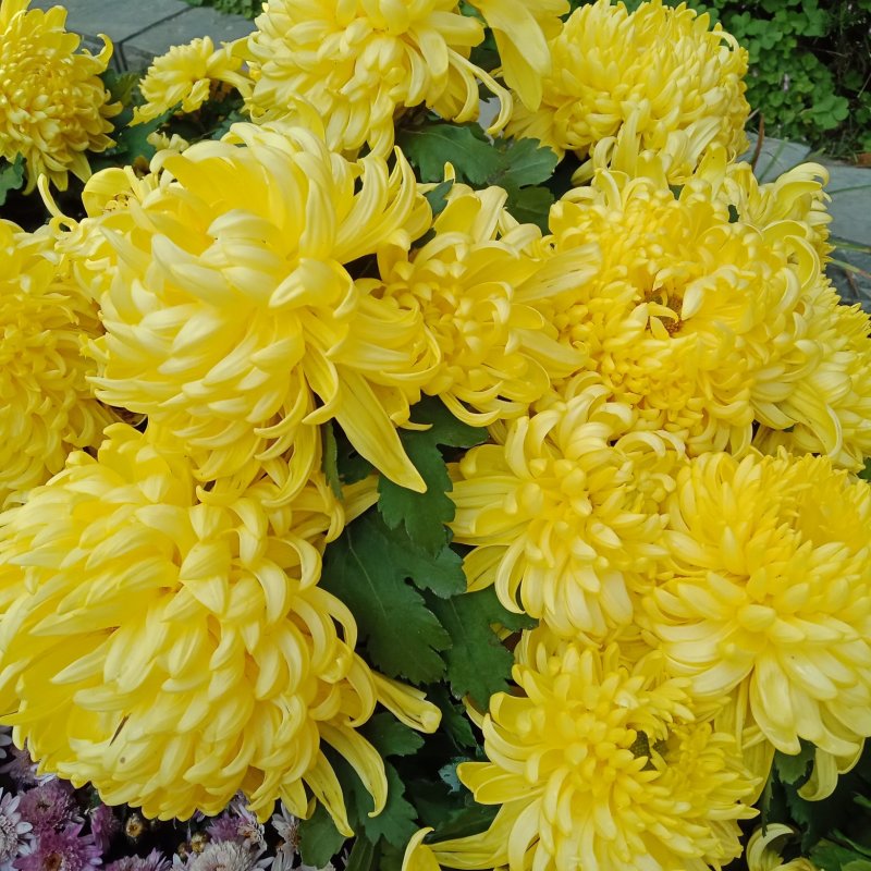 观赏菊