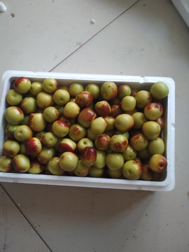沾化冬枣