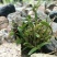 霍山石斛优质霍山米斛《霍山原产地》种植园加工直销欢迎采购