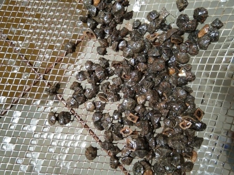 青钱柳种子