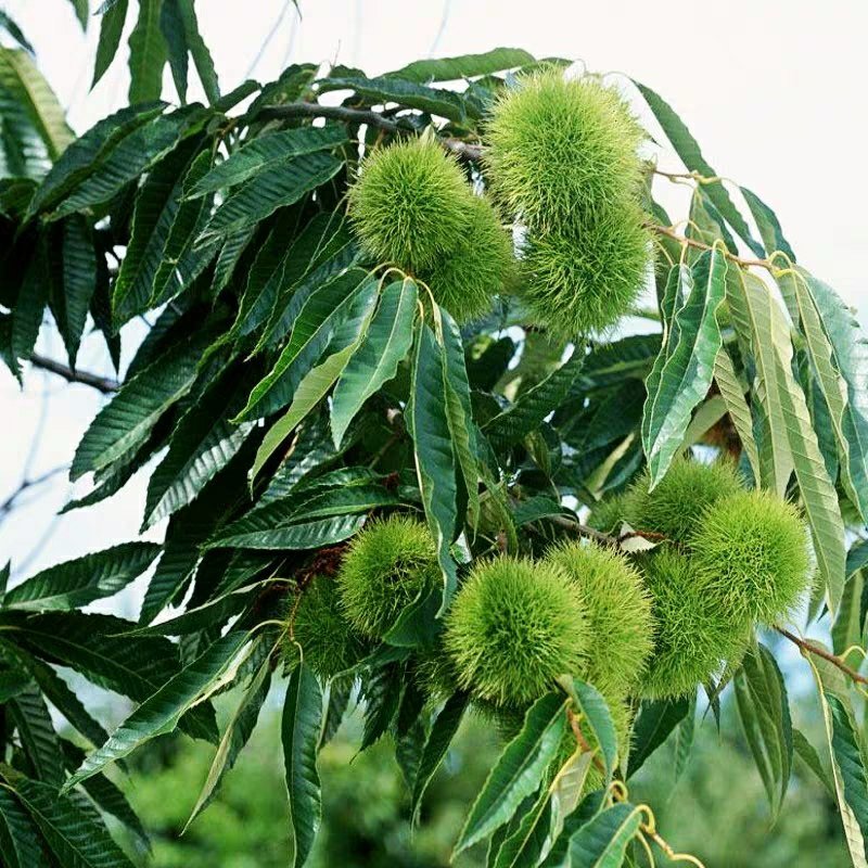 【热卖】板栗苗（大红袍，农大一号，椎栗）包成活包种植技术