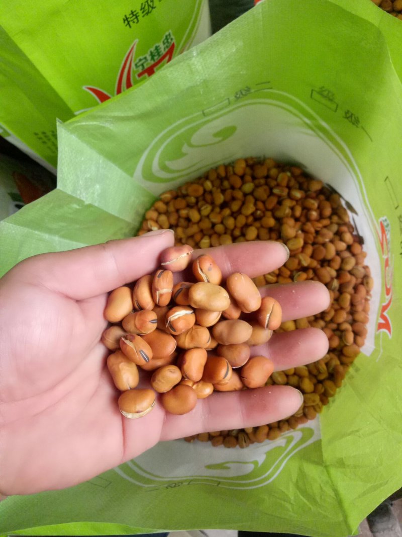 精选炒蚕豆