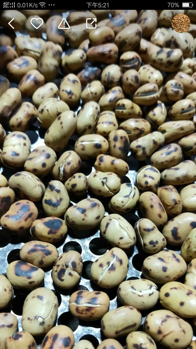 精选炒蚕豆