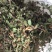 头花蓼，四季红，优质产品，产地直发，大货大货大货