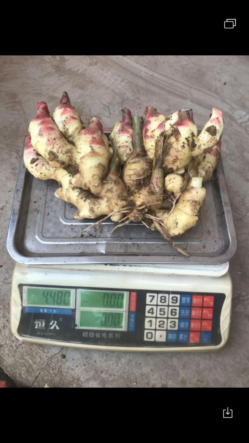 优质青苗姜有需要的联系我