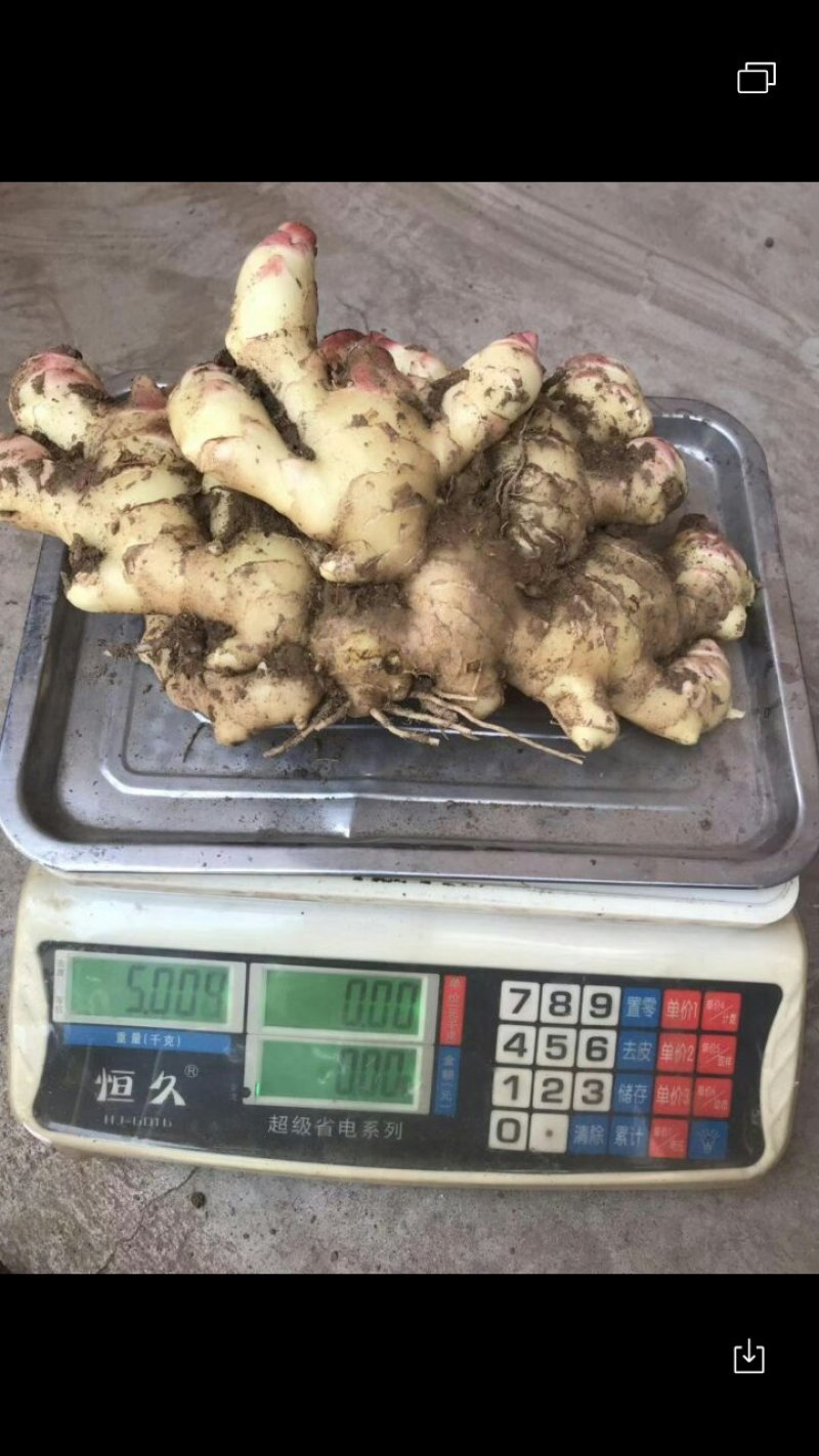 优质青苗姜有需要的联系我