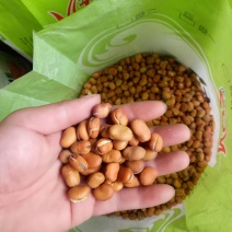 精选大豆(炒蚕豆)