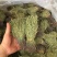 独脚金，2021年新货上市，一手货源，价格优惠
