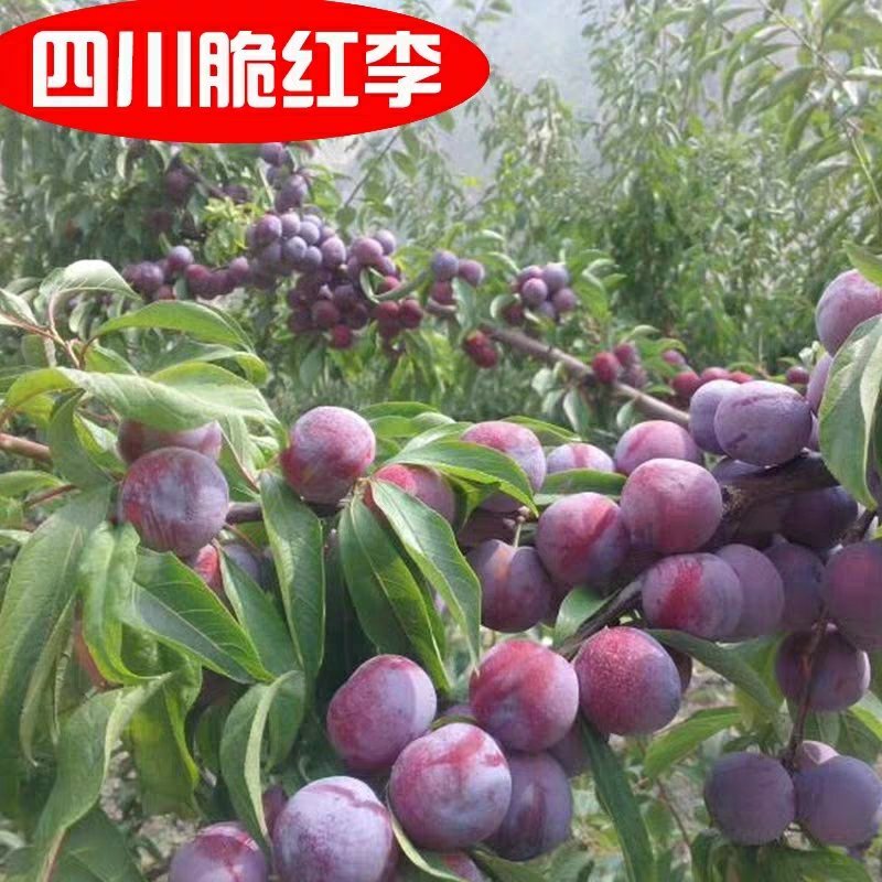 优质李子苗（红不郎李子，黑不郎，香胶黄李子）南北适种包邮