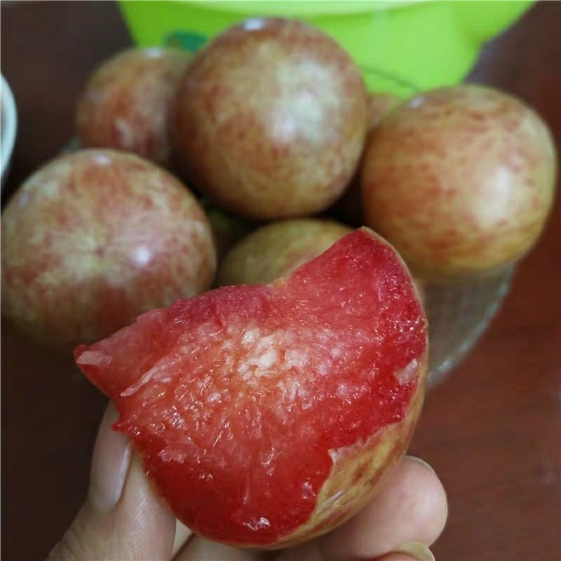 优质李子苗（红不郎李子，黑不郎，香胶黄李子）南北适种包邮