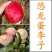 优质李子苗（红不郎李子，黑不郎，香胶黄李子）南北适种包邮