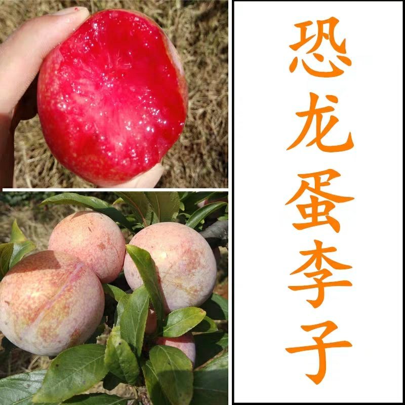 优质李子苗（红不郎李子，黑不郎，香胶黄李子）南北适种包邮