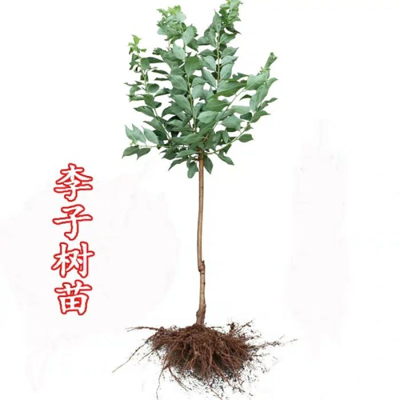 优质李子苗（红不郎李子，黑不郎，香胶黄李子）南北适种包邮