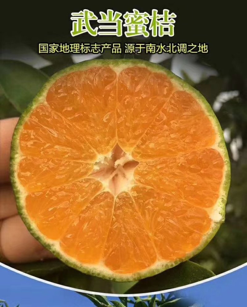 湖北丹江口优质桔子