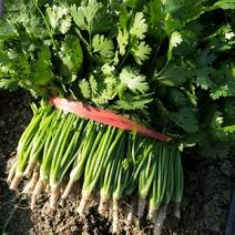中叶铁杆青香菜25--28公分！这是山东独有的品种！