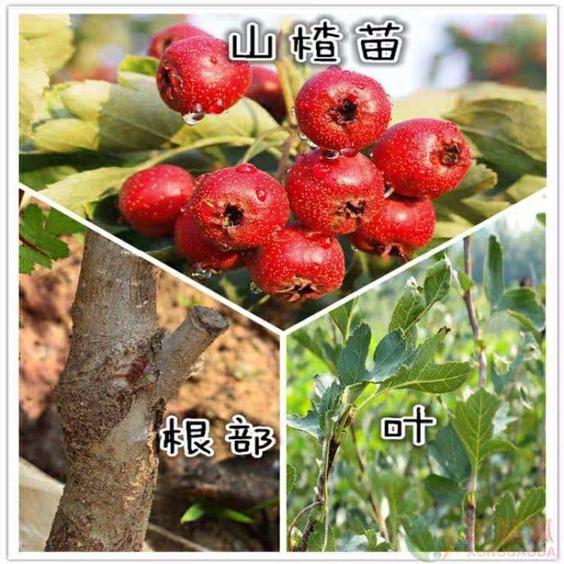 【店主推荐】山东果苗山楂苗（甜红子，大金星，大五菱）包邮