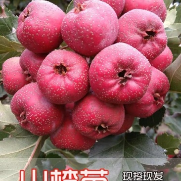 【店主推荐】山东果苗山楂苗（甜红子，大金星，大五菱）包邮