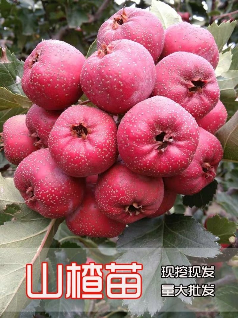 【店主推荐】山东果苗山楂苗（甜红子，大金星，大五菱）包邮