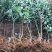 苹果苗盆栽地栽现挖现发南北方种植品种齐全全国发货