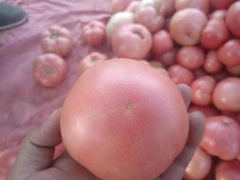 硬粉西红柿硬粉弧二以上