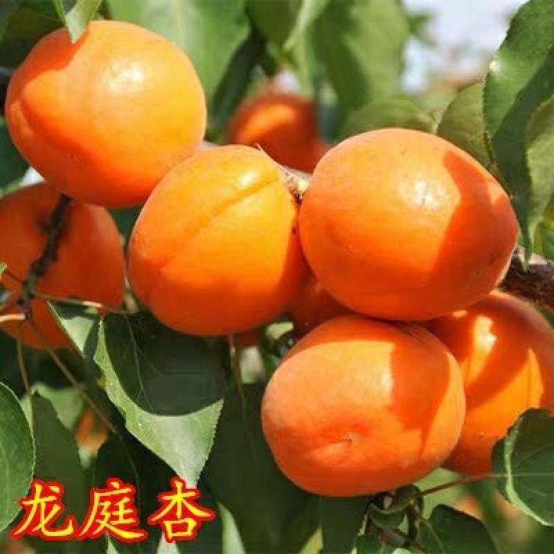 杏果树苗（金太阳，凯特）