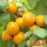 杏果树苗（金太阳，凯特）