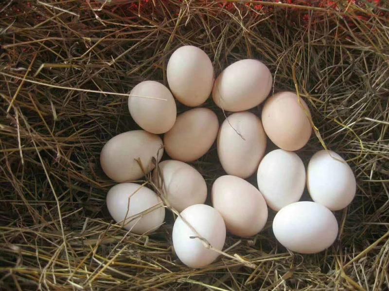 【农户养殖】新鲜鸡蛋土鸡蛋肉鸡鸡蛋柴鸡蛋常年大量供货。